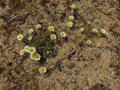 Anacyclus