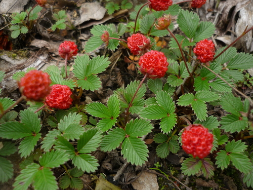 Strawberry