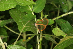 Pteronymia artena