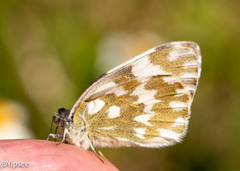 Pontia edusa moorei