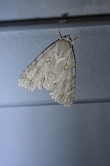 Acronicta major