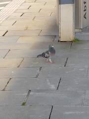 Columba livia domestica