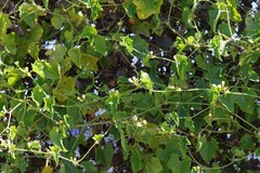 Zehneria scabra