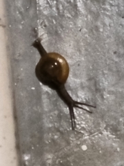 Macrochlamys kelantanensis