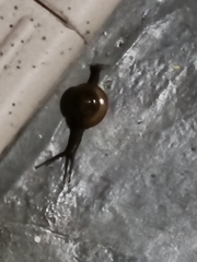 Macrochlamys kelantanensis