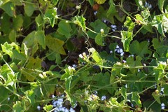 Zehneria scabra