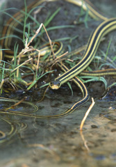 Thamnophis proximus orarius