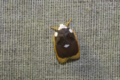 Lobobasis niveimaculata