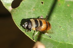 Phytomia argyrocephala