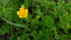 Potentilla ruprechtii
