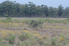 Buddleja salviifolia
