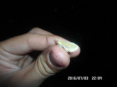 Paratalanta hyalinalis