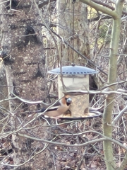 Coccothraustes coccothraustes