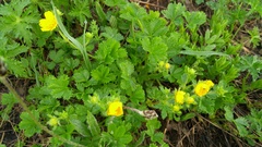 Potentilla ruprechtii