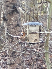 Coccothraustes coccothraustes