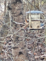 Coccothraustes coccothraustes