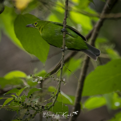 Chloropsis sonnerati