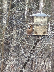 Coccothraustes coccothraustes