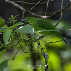 Chloropsis sonnerati