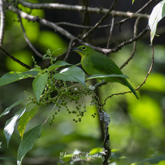 Chloropsis sonnerati