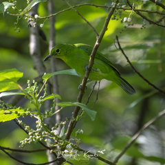Chloropsis sonnerati