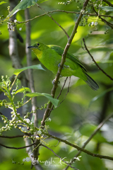 Chloropsis sonnerati