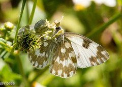 Pontia edusa moorei
