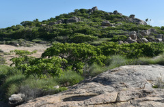 Terminalia porphyrocarpa