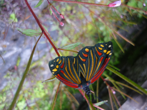 Campylotes romanovi (Campylotes romanovi)