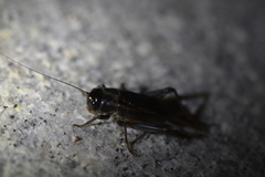 Teleogryllus infernalis