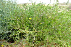 Tetraena rigida