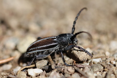 Dorcadion fuliginator