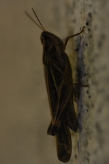 Aiolopus thalassinus tamulus