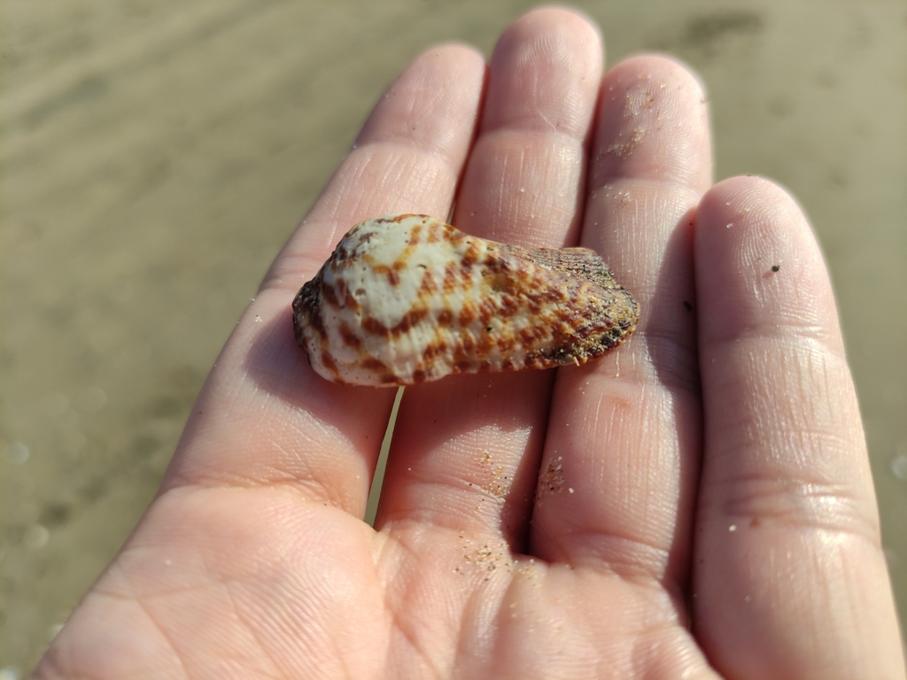 Noah's Ark shell
