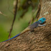 Uganda Blue-headed Tree Agama - Photo (c) Ron Savage, some rights reserved (CC BY-NC-SA), uploaded by Ron Savage