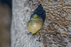 Littorina saxatilis