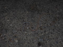 Platyceps rhodorachis