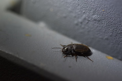 Harpalus ussuriensis