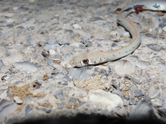 Platyceps rhodorachis