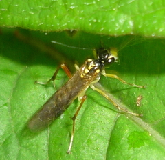 Pachyprotasis