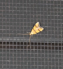 Crocanthes characotis