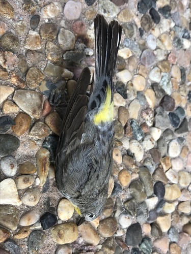 Audubon's Warbler photographed in Utah