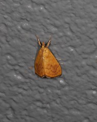 Hyalobathra brevialis