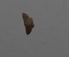 Idaea simplex