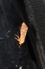 Miltochrista quadrilineata