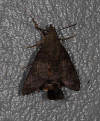 Macroglossum vacillans