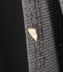 Narangodes