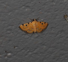 Notarcha