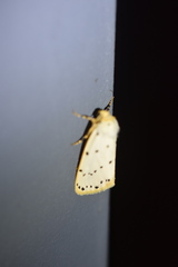 Stigmatophora micans