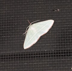 Oenochroma infantilis